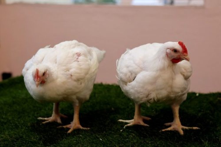    Омский АНЦ создает репродуктор для размножения российского кросса кур