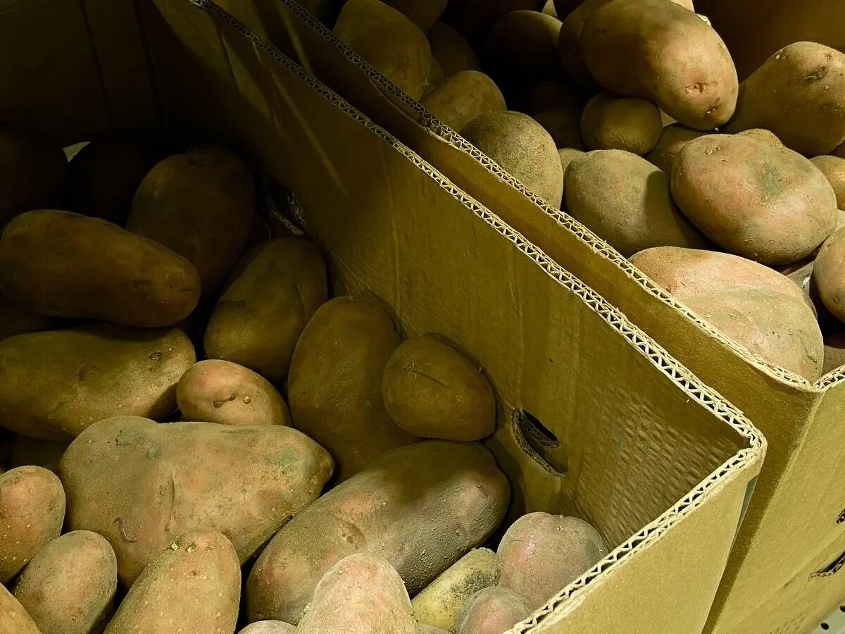    Картофель. Фото: Мойка78