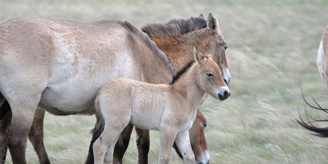 Лошади Пржевальского — коренные жители Оренбуржья уже в третьем поколении!