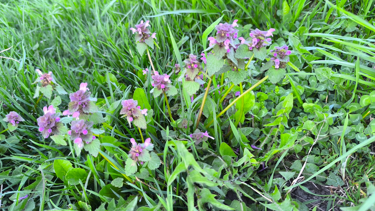 И даже сорняки старались как могли радовать всех вокруг своими цветочками.