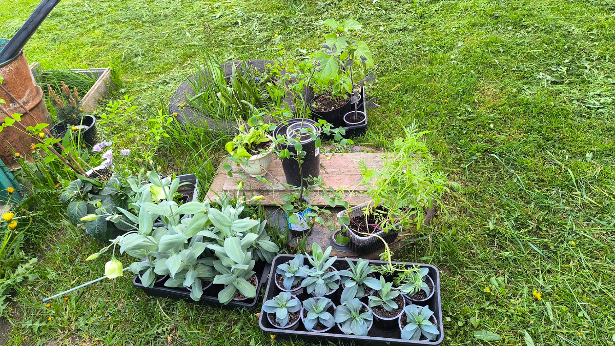 Кое что из рассады в ожидании своей очереди на высадку.