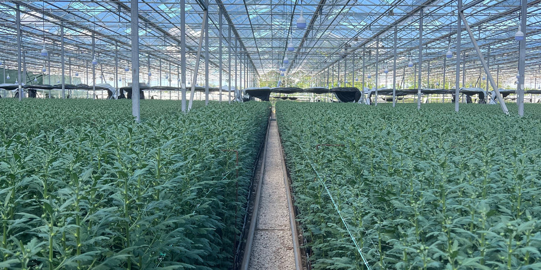 Как вырастить идеальные хризантемы: защита от вредителей и контроль роста