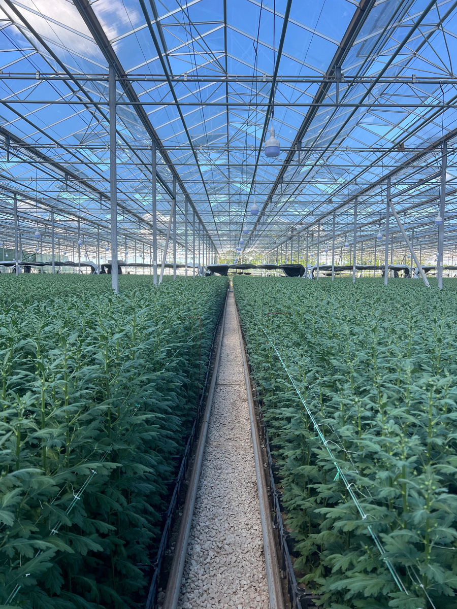 Теплица с хризантемой