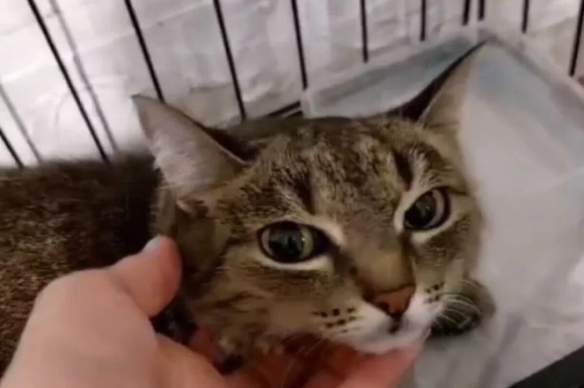    Скоро кошке Ириске будут искать новых хозяев.