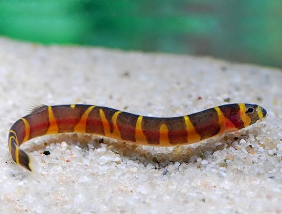 Акантофтальмус