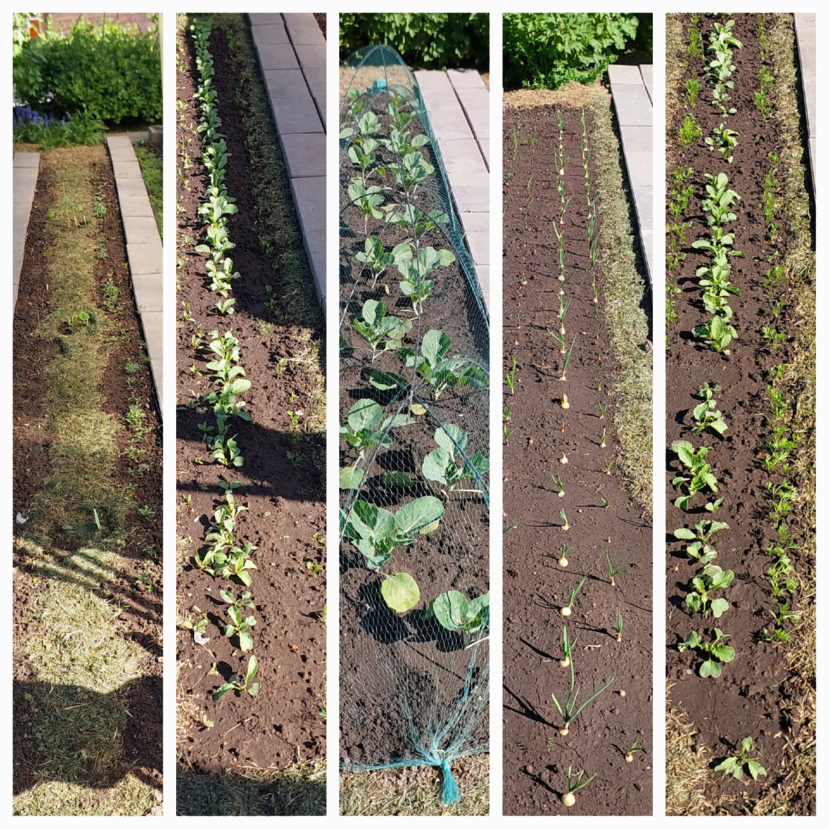 Гряды слева от центральной дорожки к теплицам - кабачки; свёкла+редис+морковь; капуста; лук; морковь+редис+морковь