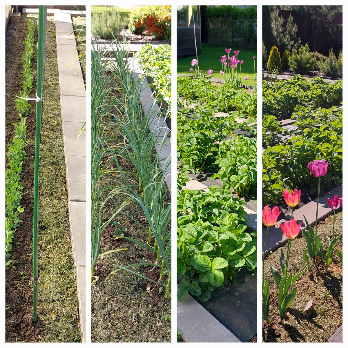 Гряды справа - горох; чеснок+бобы; земляничная плантация с разных ракурсов.