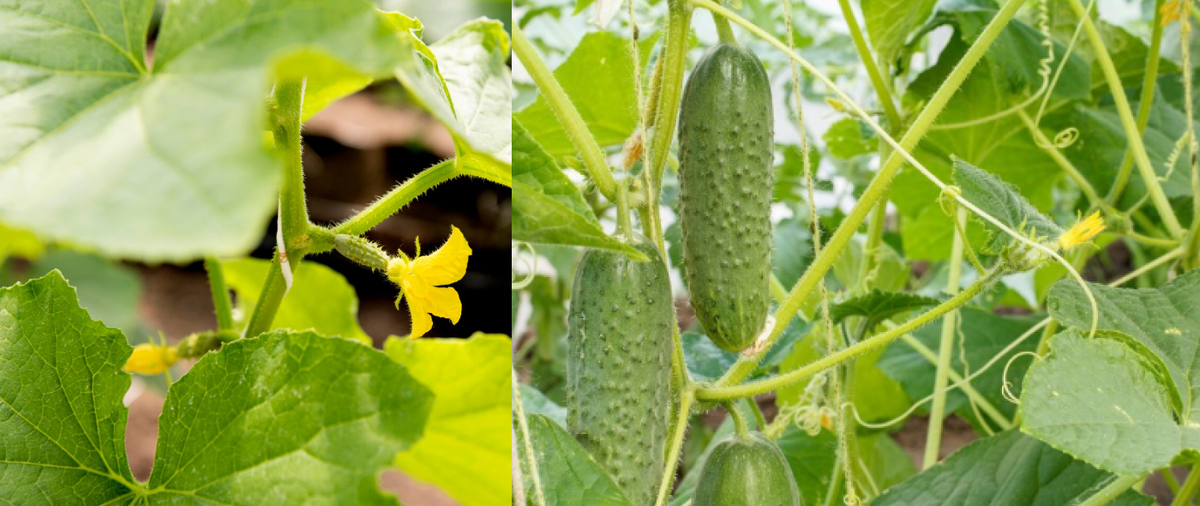 Огурцы в грунт, огурцы в теплице, огурцы в открытом грунте