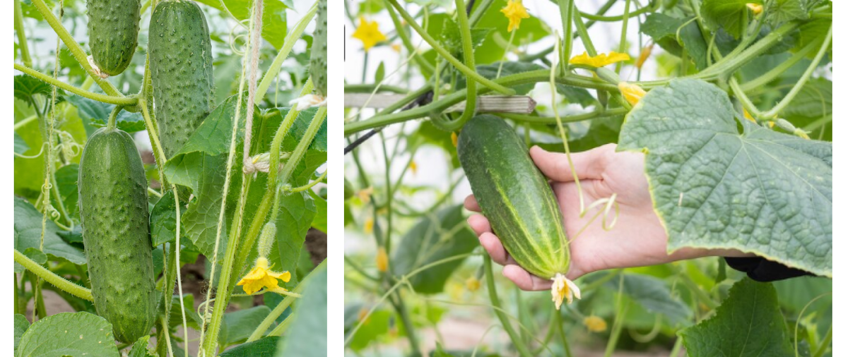 огурцы в теплице