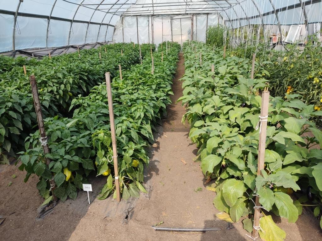 В агрофирме 15 августа пару лет назад. Подвязка по периметру на двух уровнях по высоте.