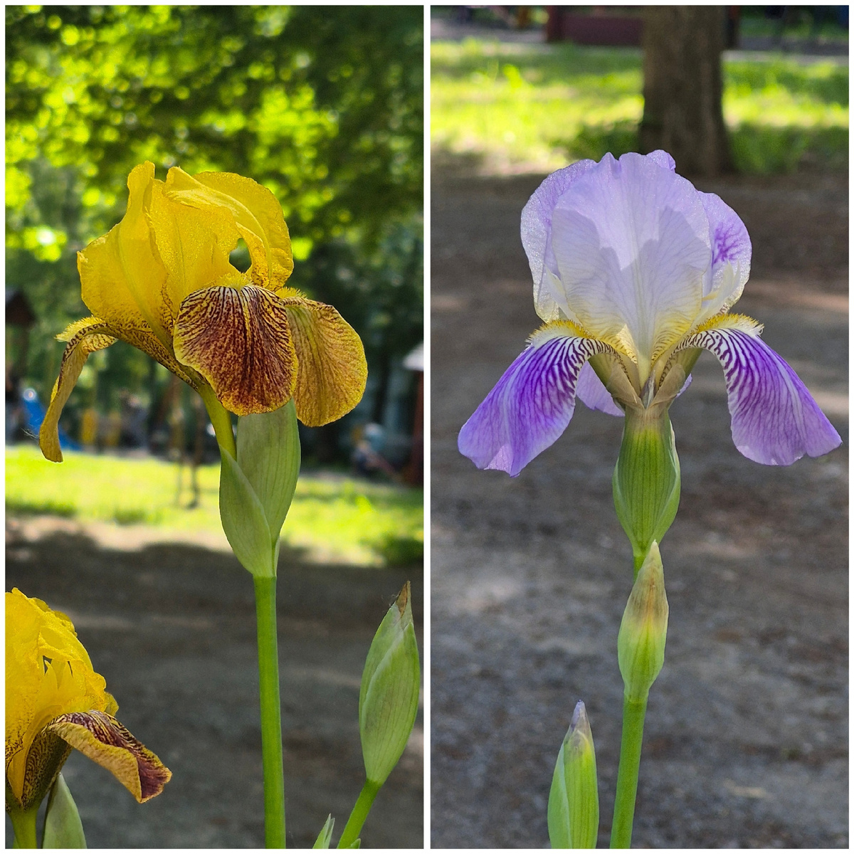 Ирисы в соседнем дворе. Утром бежала на работу и сняла. Обожаю