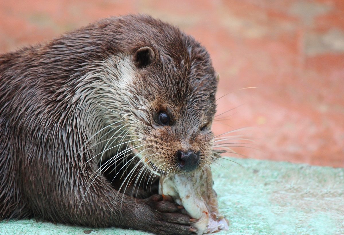    Выдра занесена в Красную книгу Нижегородской области