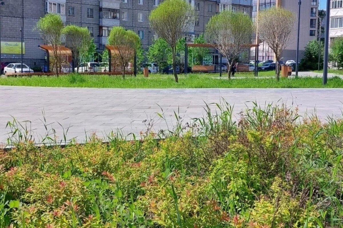    С каждым годом деревьев в Сыктывкаре становится меньше.