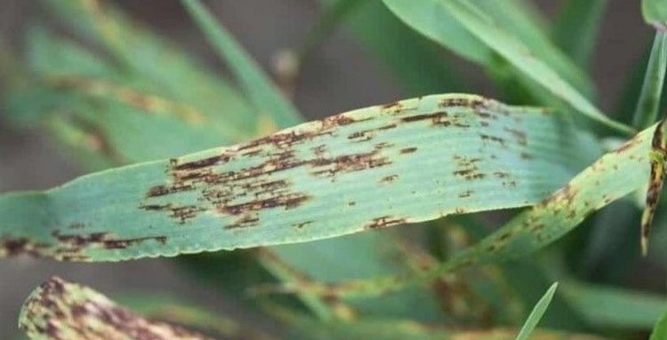    ЭПВ для сетчатой пятнистости на яровом ячмене