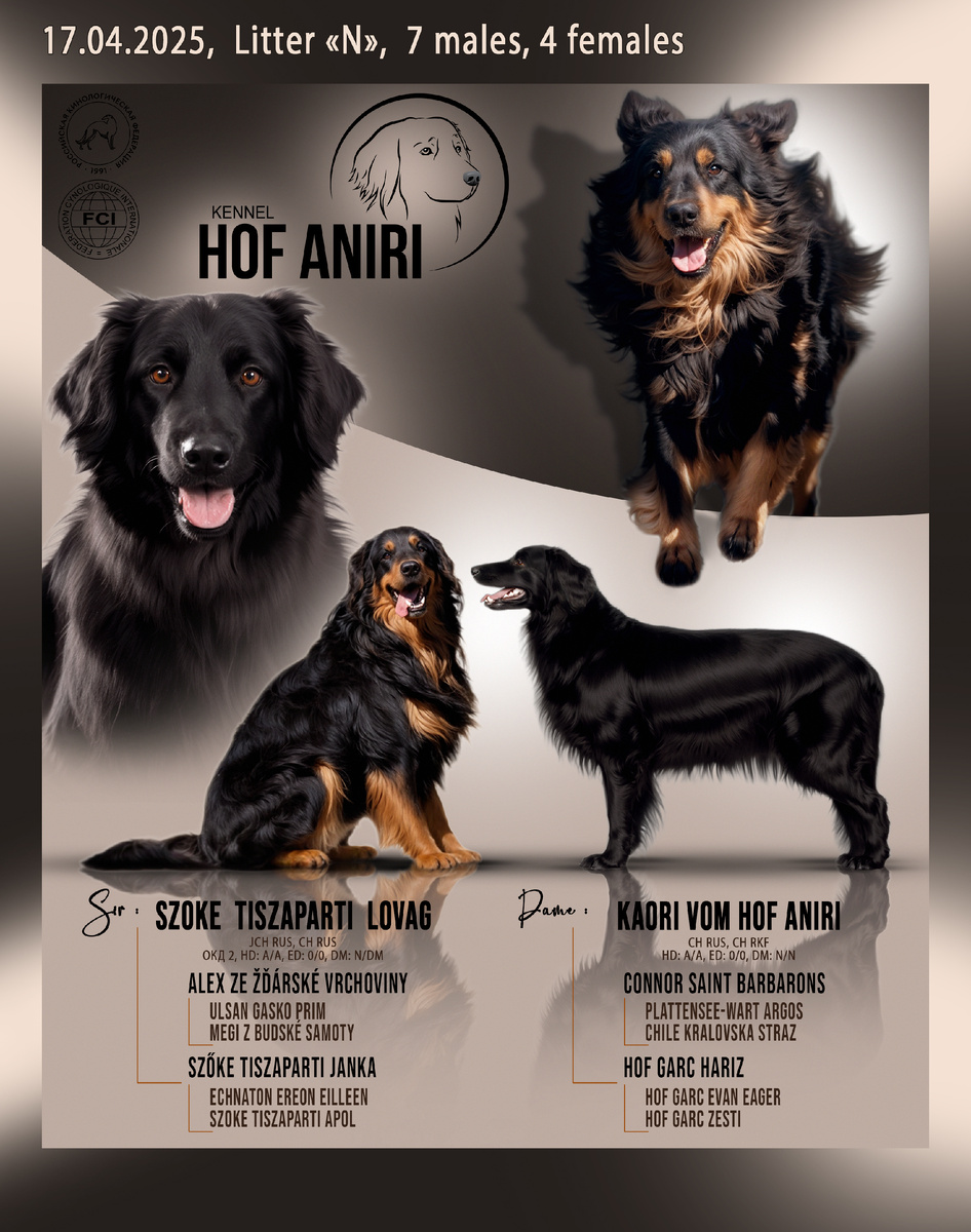 щенки породы ховаварт помёт "Н"