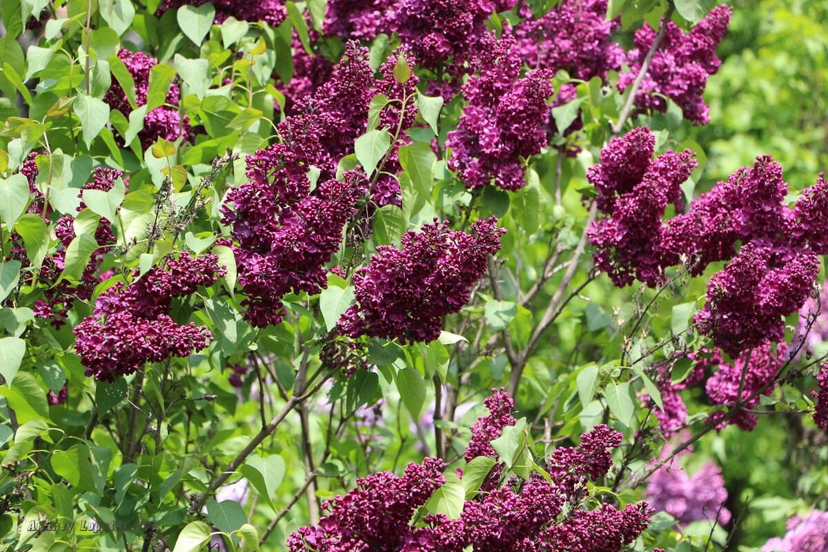 Та сирень была примерно такая