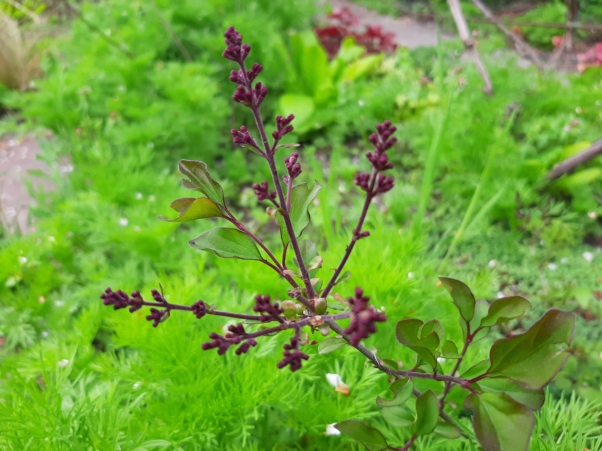 Безымянная с ярмарки