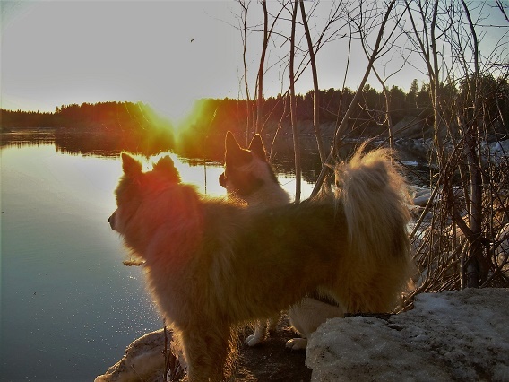 Фотографии Татьяны Немшановой. Ледоход на реке Ятрия. Лайки севера России Дружок и Бим. Белый яр. Окрестности села Саранпауль. Май месяц полярный. Западная Сибирь, Приполярный Урал, Зауралье, ХМАО Югра.