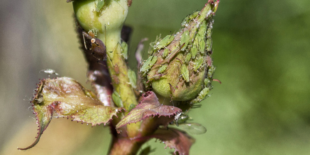 Защищаем растения от тли и попутно боремся с их покровителями. Средства, препараты и методы