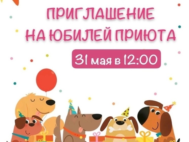     фото: приют «Лакшми»