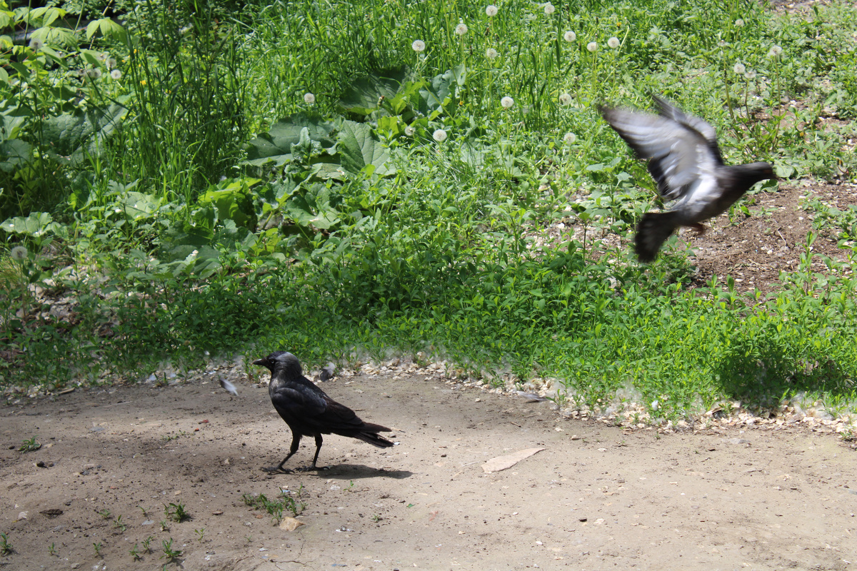Очень много грачат встречается
