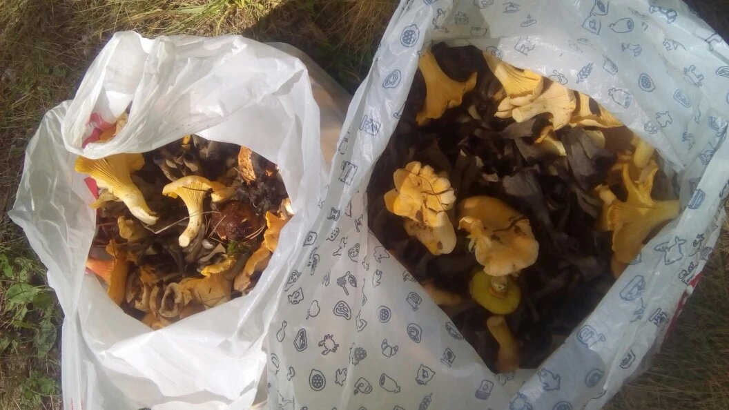    Фото: Царьград Новосибирск