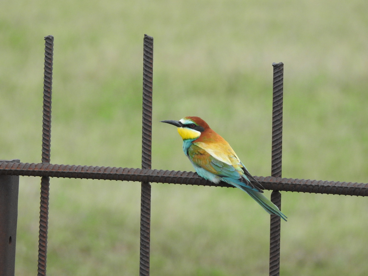Золотистая щурка, село Дивное