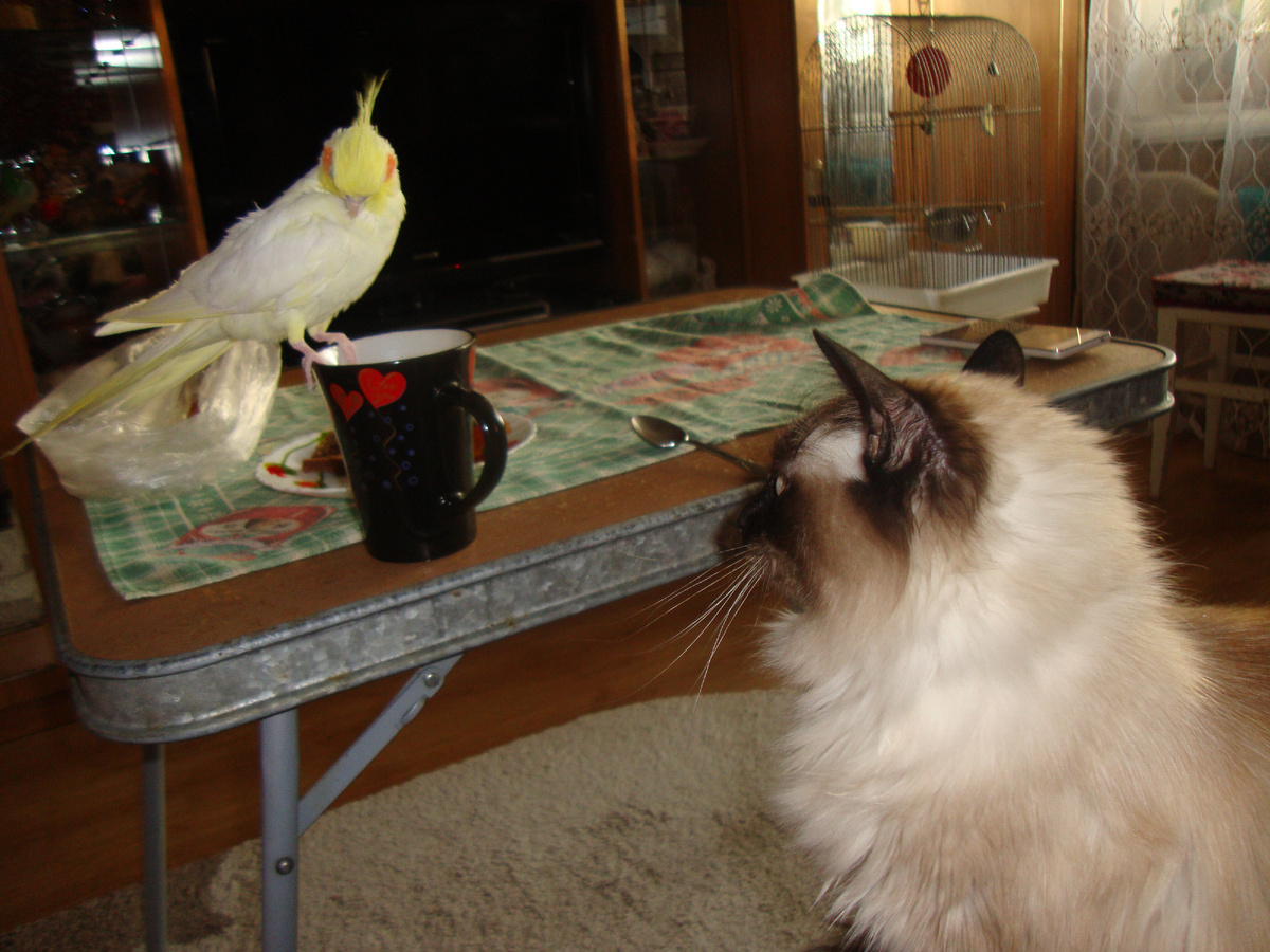 Боня и Тимофей