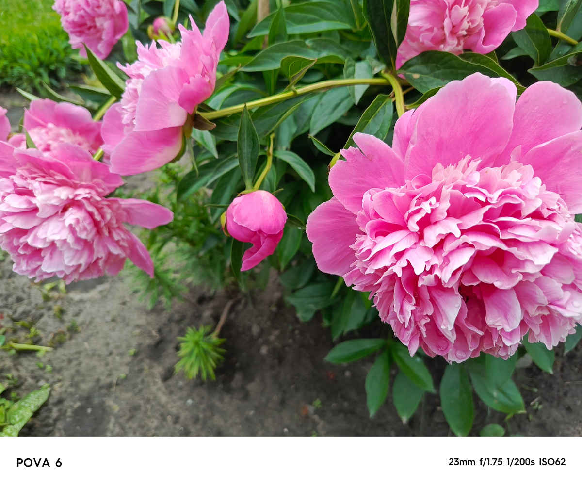 Пионы радуют своим пышным цветением🤗