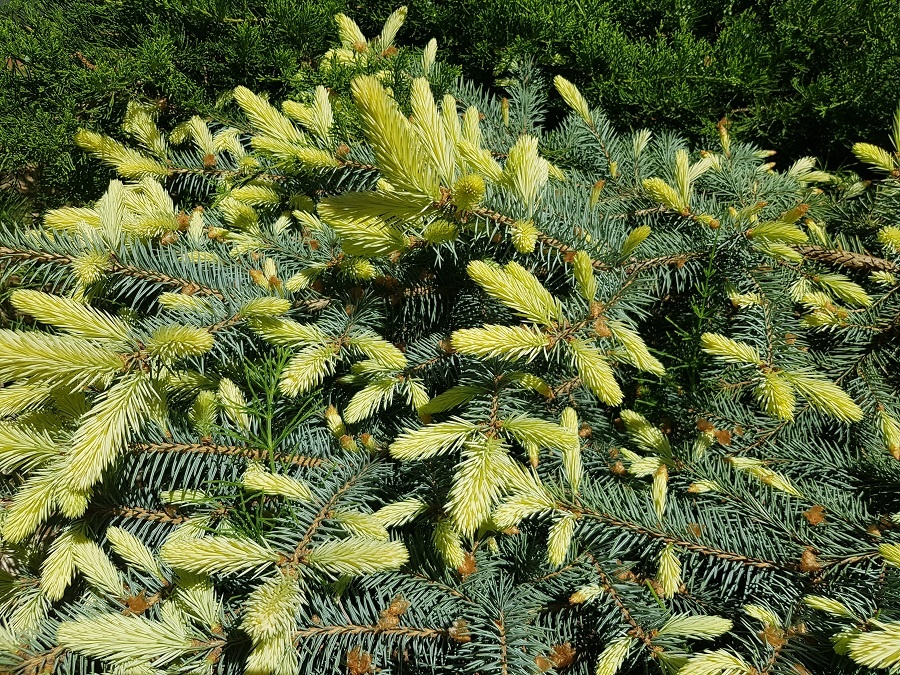 Горная сосна весной ( Picea pungens «Maigold»)
