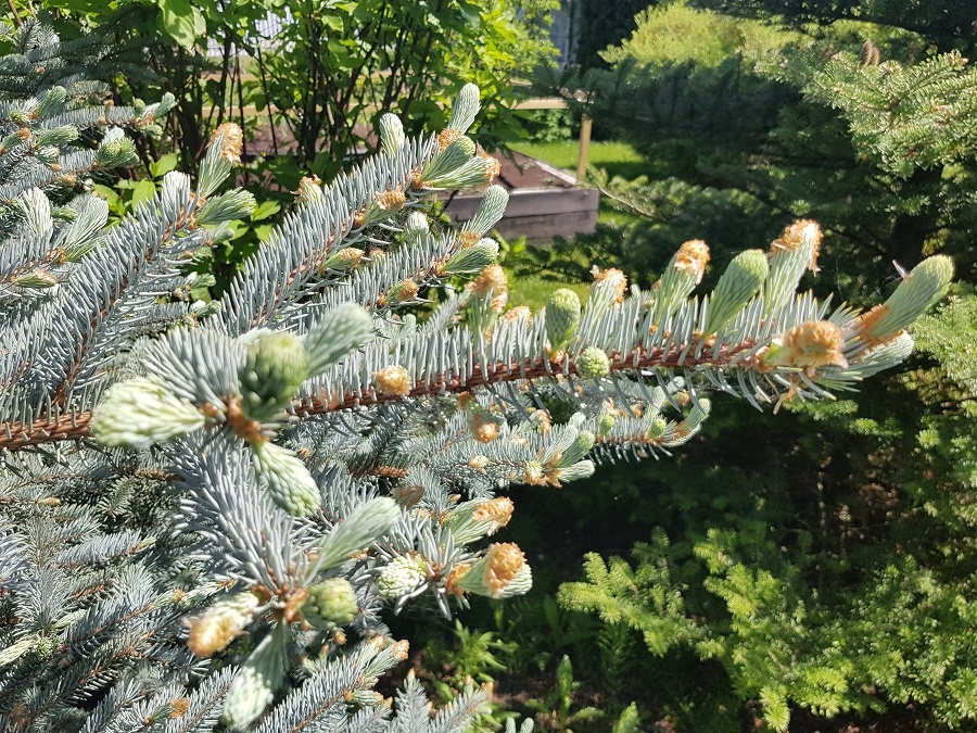 Голубая ель в мае месяце (Picea pungens)