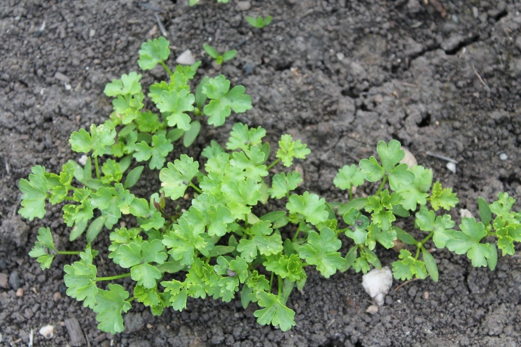  Петрушка кудрявая