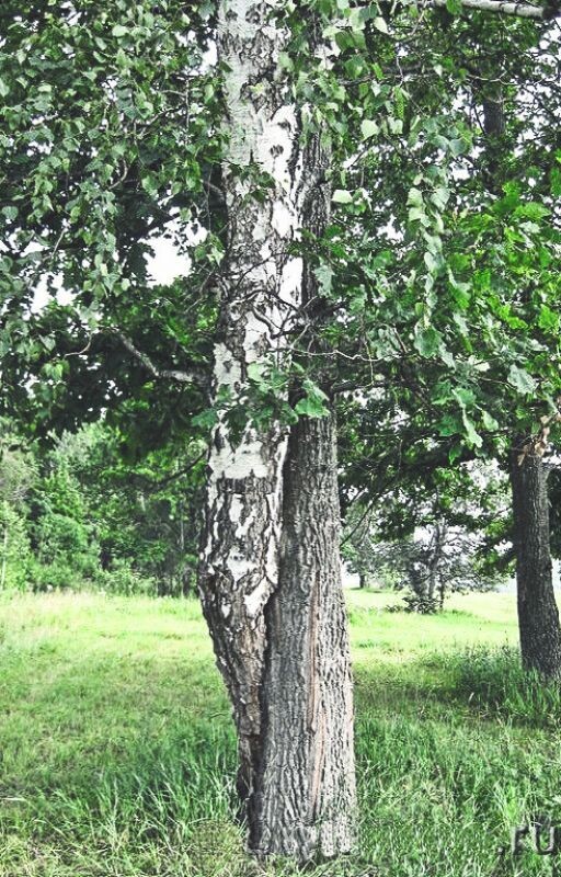 Изображение из открытых источников