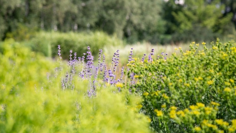      Фото: Валерия Алтухова / / ИА «Победа26»