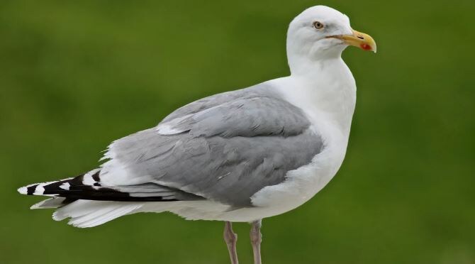 Фотография из интернета. Источник: https://dzen.ru/a/Yux-r7j5HwxuImtk