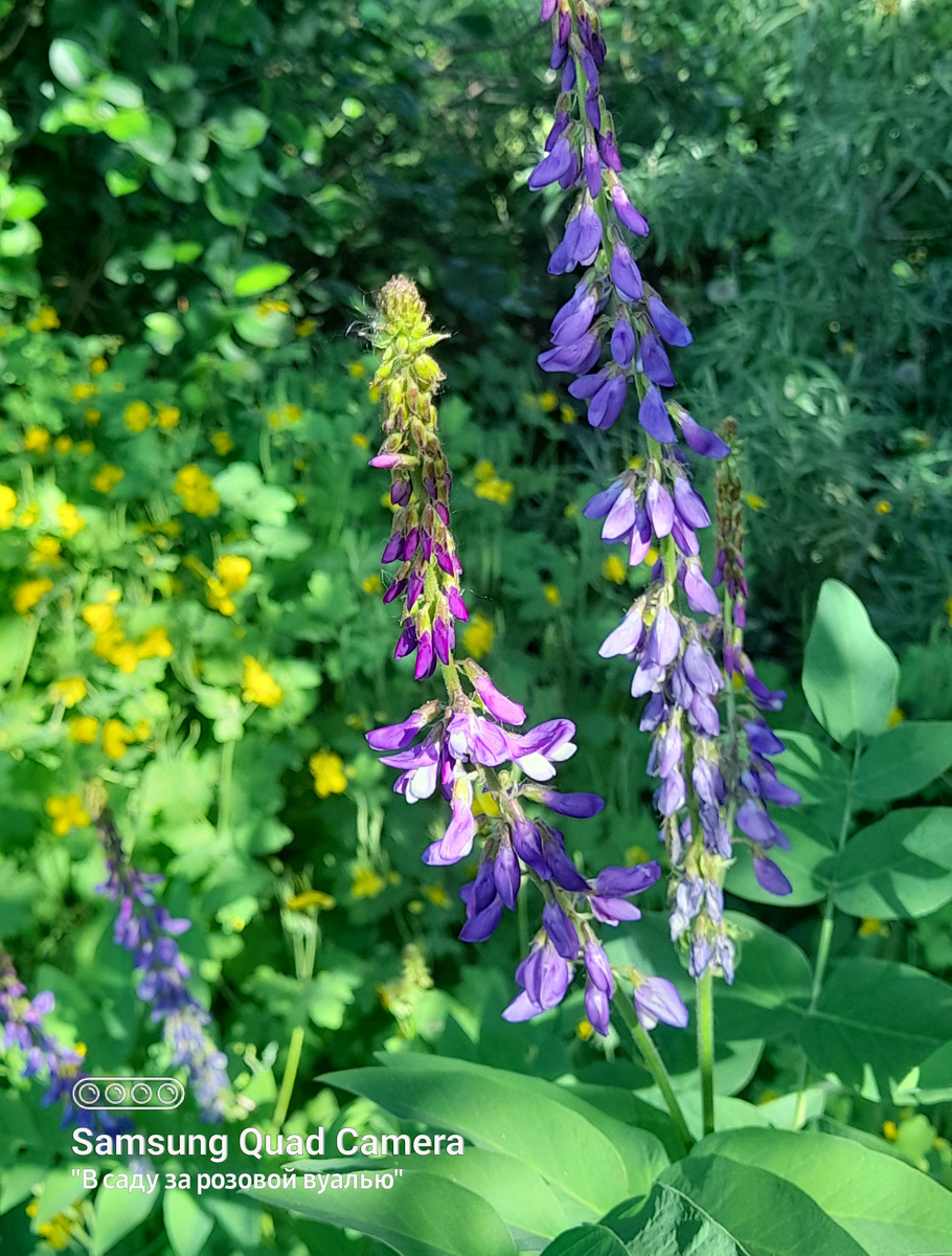 Душистый горошек