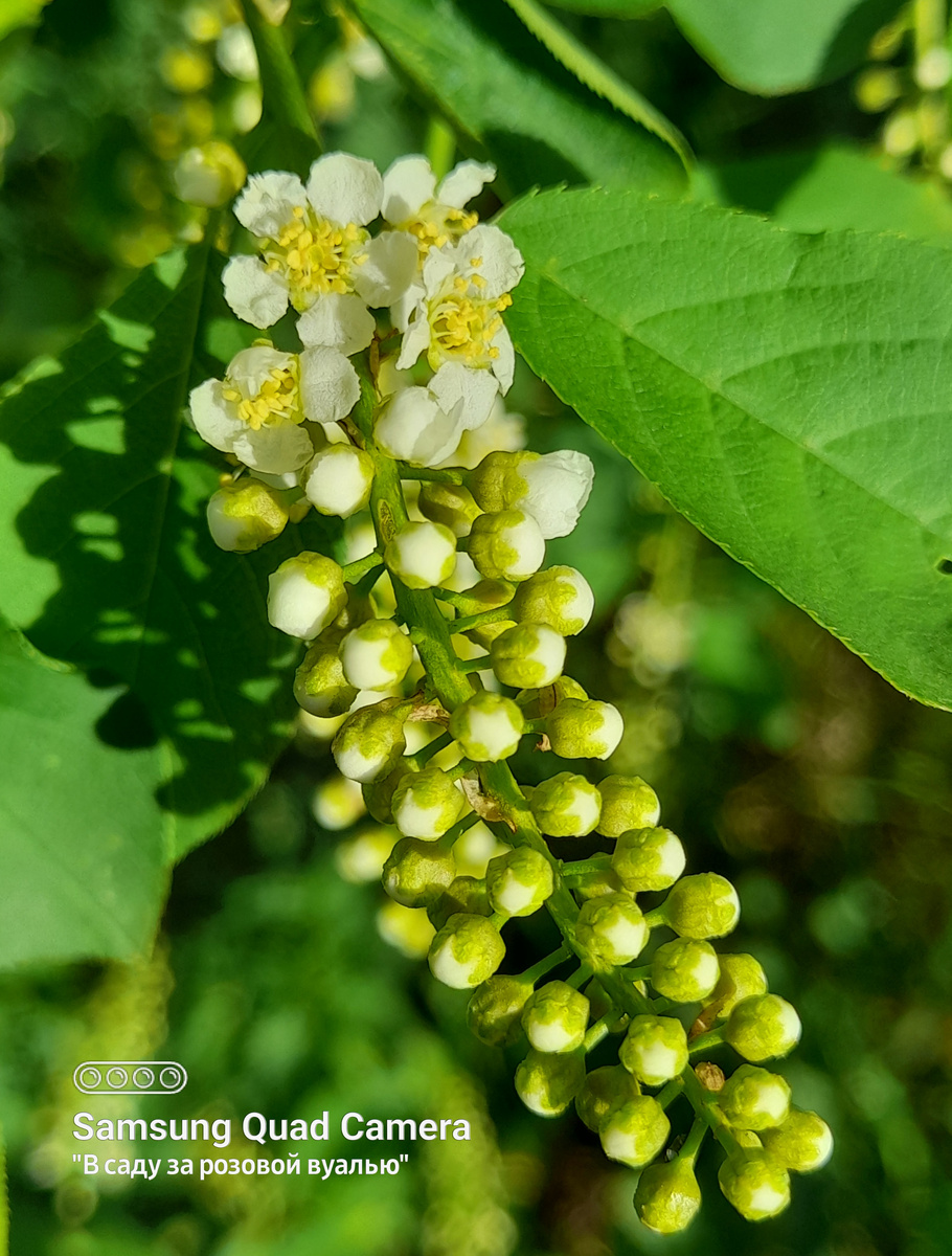 Цветение черевишни...
