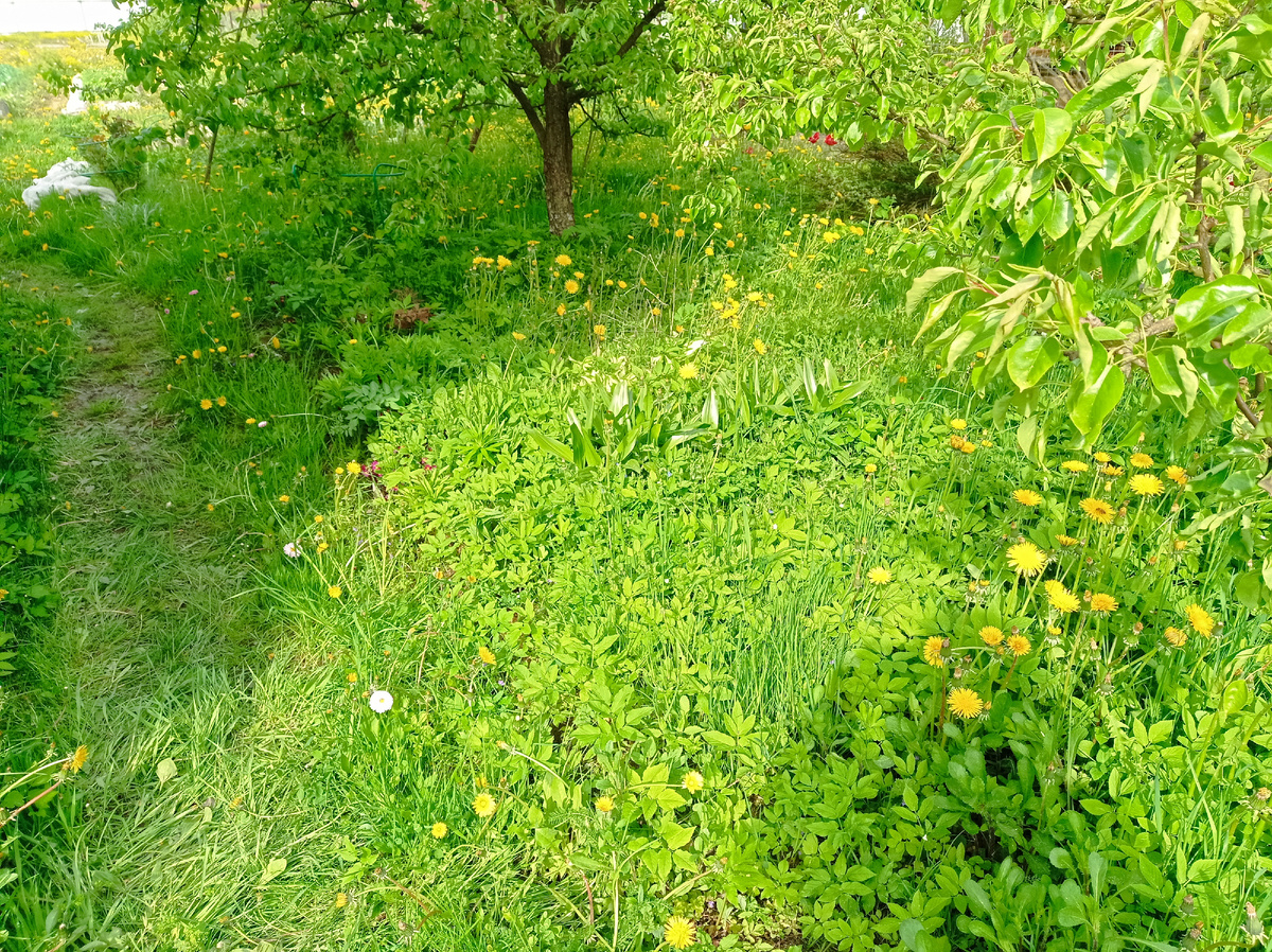 Жто заросли травы у груш