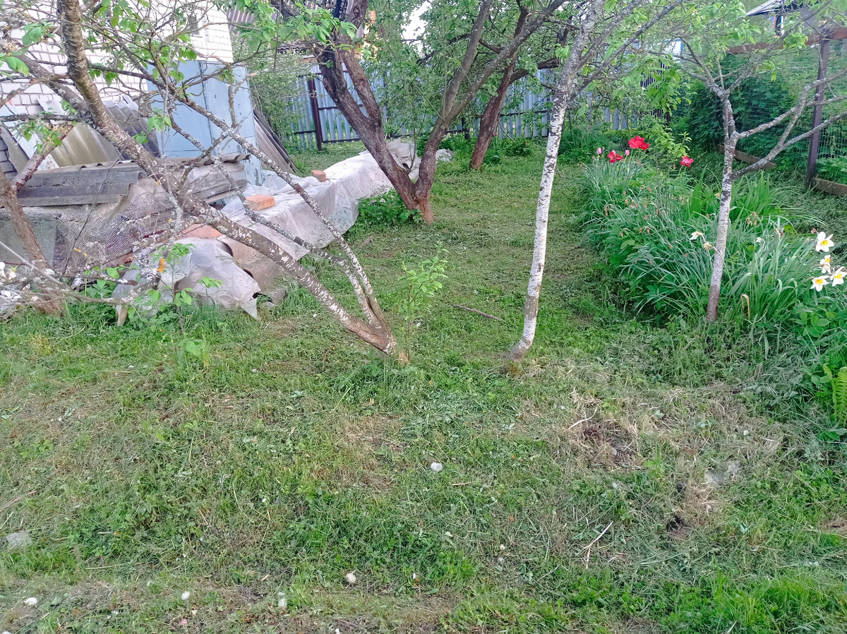 Здесь трава уже скошена