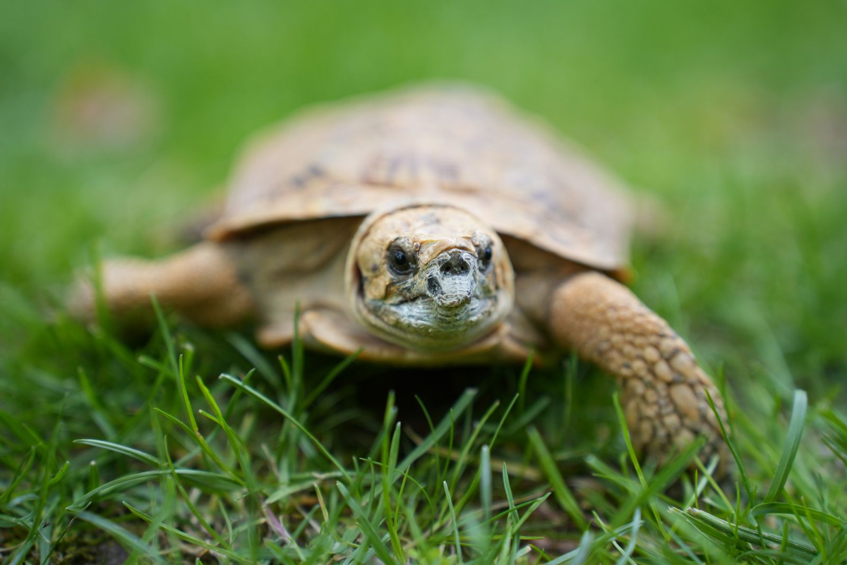 Пресс-служба Департамента культуры города Москва 