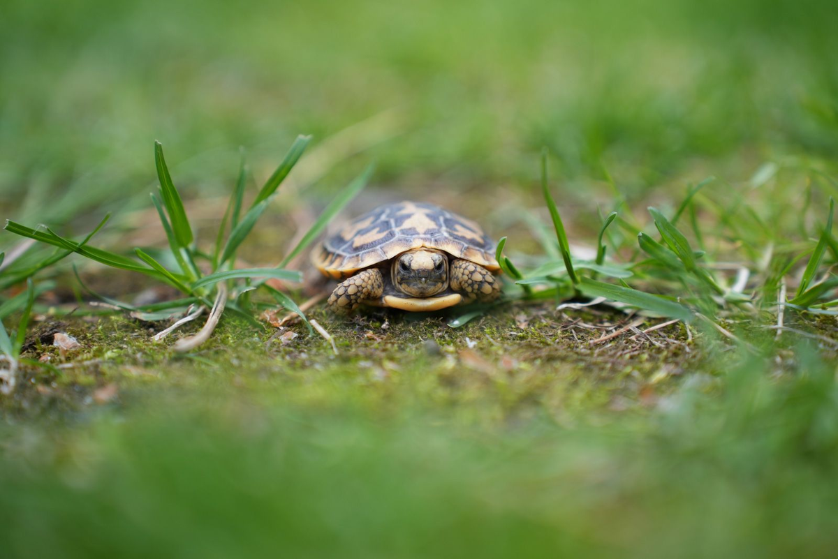 Пресс-служба Департамента культуры города Москва 
