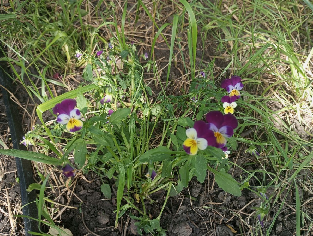 Фиалка трехцветная