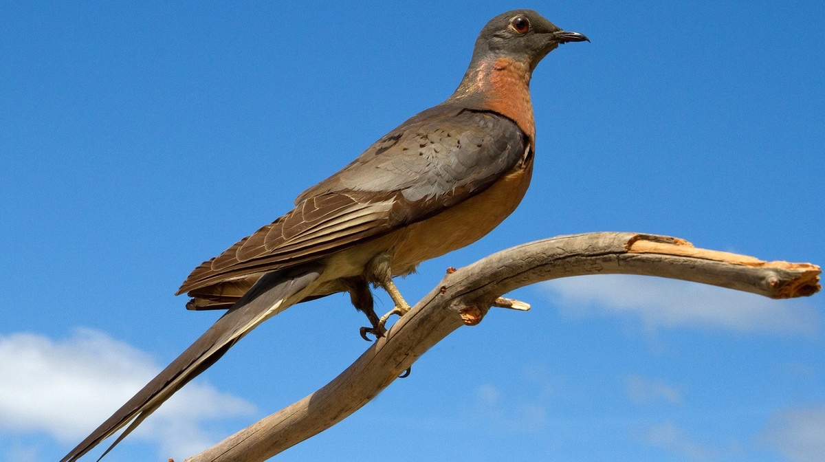 Странствующий голубь. Из открытых источников