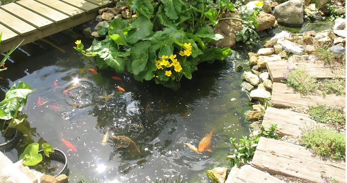 Из открытых источников. (без ухода извне эти кои протянули бы недолго)