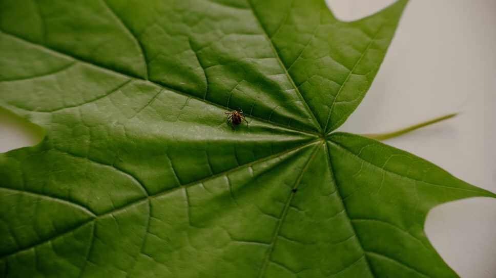 Фото: Мария Бакланова / Коммерсантъ