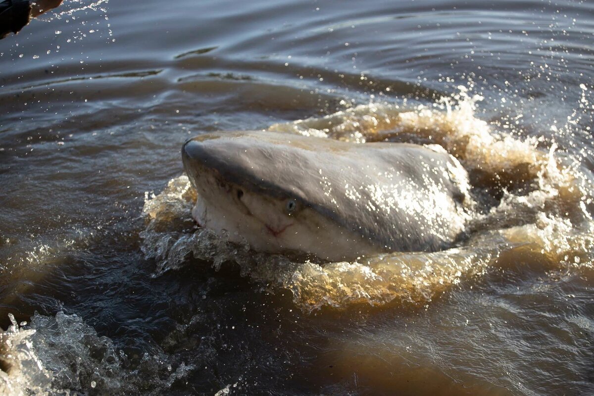 Картинка взята из свободного доступа