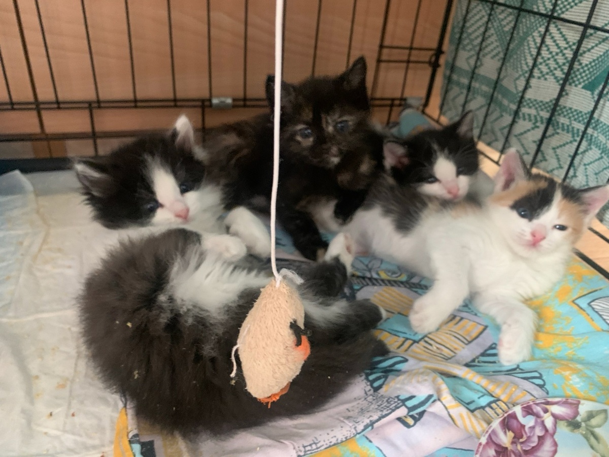 Котят забрали вопреки возможностям, но не оставлять же их на улице на погибель