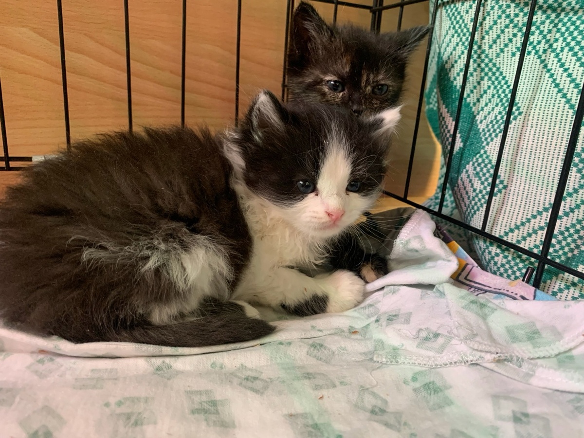 Эти двое оказались везунчиками, но почему-то до сих пор они не передали счастливую эстафету своим сестричкам