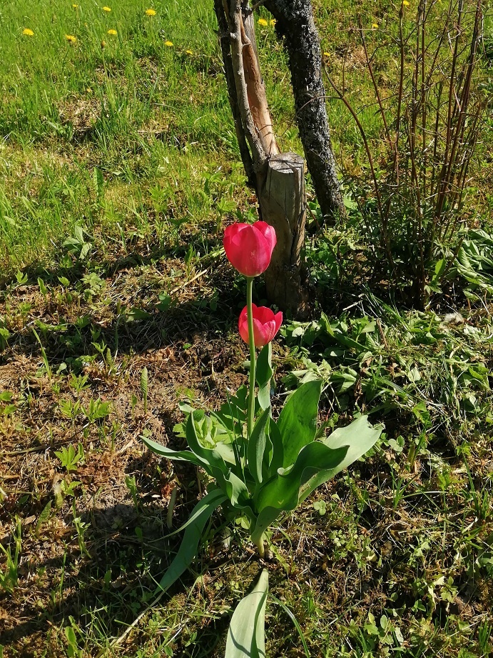 Тюльпан безымянный
