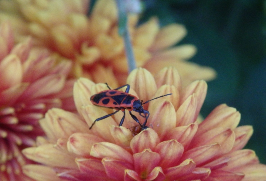  Клоп-солдатик